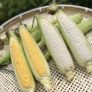 【先行予約】【大人気】とうもろこし・ホワイトコーン詰め合わせセット