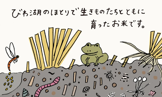 【農薬化学肥料不使用】コシヒカリ・玄米（2022年産）
