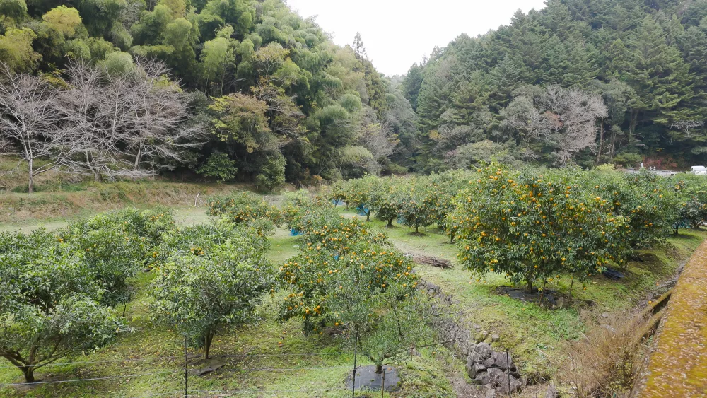完全無添加　すだち果汁 天然100％果汁 (1本:150ml)