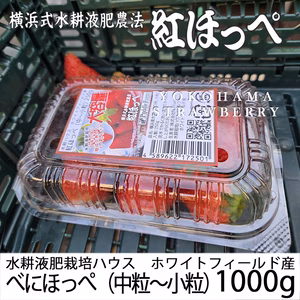 べにほっぺ中粒～小粒をたっぷり1000g【クール便対応】【ワケアリ】