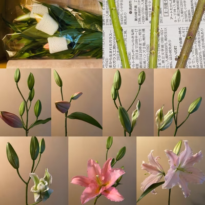 みんなの投稿の画像