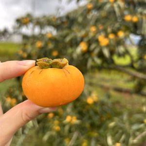 TVで話題‼︎ 岐阜県産　Farm m&aのベビーパーシモン(多少の傷あり)