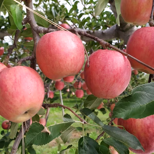 【訳アリ】青森県産りんご『千秋』ひょう害キズあり