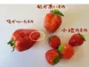 豊作セール!「たっぷり２キロ」ジャム向けぶたやさんちのとちおとめ(不揃い&小粒)