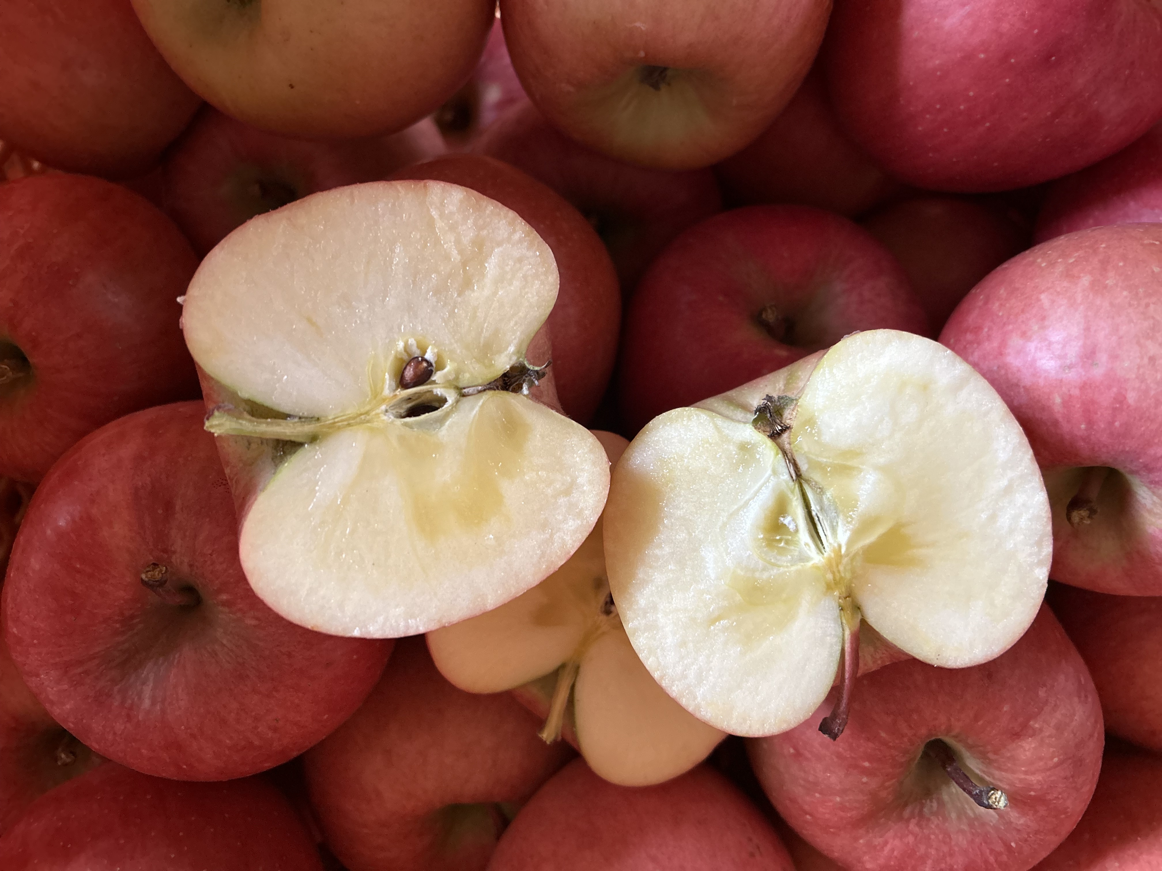 幻の蜜りんご‼️山形県産こうとく丸かじりサイズ【秀5キロ】｜りんごの