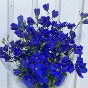 【数量限定】1度で4回楽しめるお花♪規格外品　デルフィニウム　青色　
