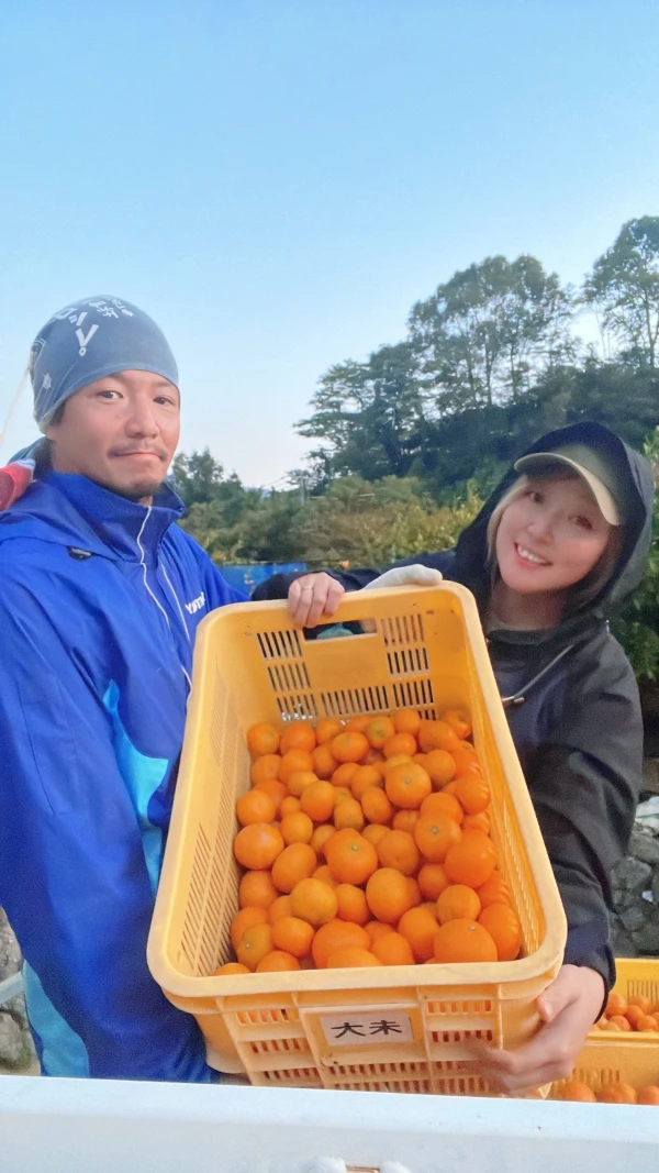 八朔 はっさく 木成り八朔 和歌山県有田産 家庭用 訳あり サイズＳ以下