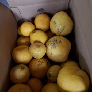 今日の規格外　美生柑(河内晩柑)約12キロ　お得