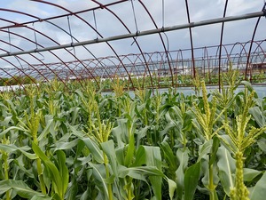 島津農園 島津幸男さん 農家漁師から産地直送の通販 ポケットマルシェ