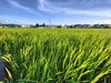 2023年新米！【自然栽培の神力】玄米～神から賜ったお米～～