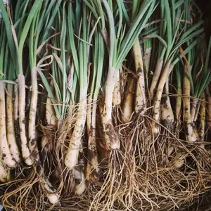 自然栽培　エシャレット　土、根付きの鮮度抜群1kg 　農薬、肥料不使用
