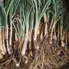 自然栽培　エシャレット　土、根付きの鮮度抜群500g 　農薬、肥料不使用