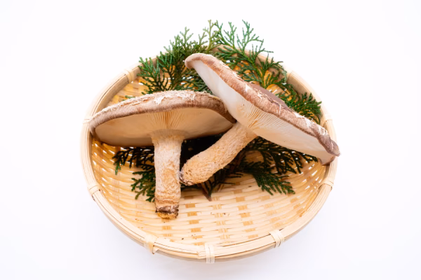 【クール便】数量限定　希少！どでか椎茸　銅賞受賞の湯布院産菌床生したけ