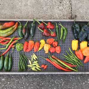 【ちょい辛！】とうがらし詰め合わせセット