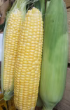 【朝採り】とうもろこし【小】16本