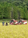 令和3年兵庫県産　コウノトリ育むお米白米　栽培期間中化学肥料・農薬不使用