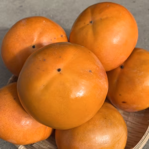 富有柿（家庭用）5kg （15個〜20個程度）＜柿チャレンジ＞