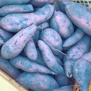 無農薬・無肥料　さつまいも(紅はるか)5キロ