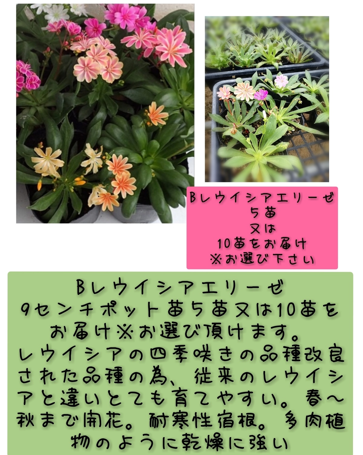 四季咲きレウイシアエリーゼ多肉のような植物 可愛いお花が年中開花 ５苗より 農家漁師から産地直送の通販 ポケットマルシェ