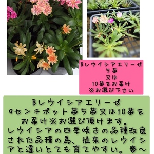 四季咲きレウイシアエリーゼ多肉のような植物！可愛いお花が年中開花★５苗より