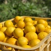 【熱海産♨農薬不使用】《ワケ有り！》ニューサマーオレンジ 約2.5kg