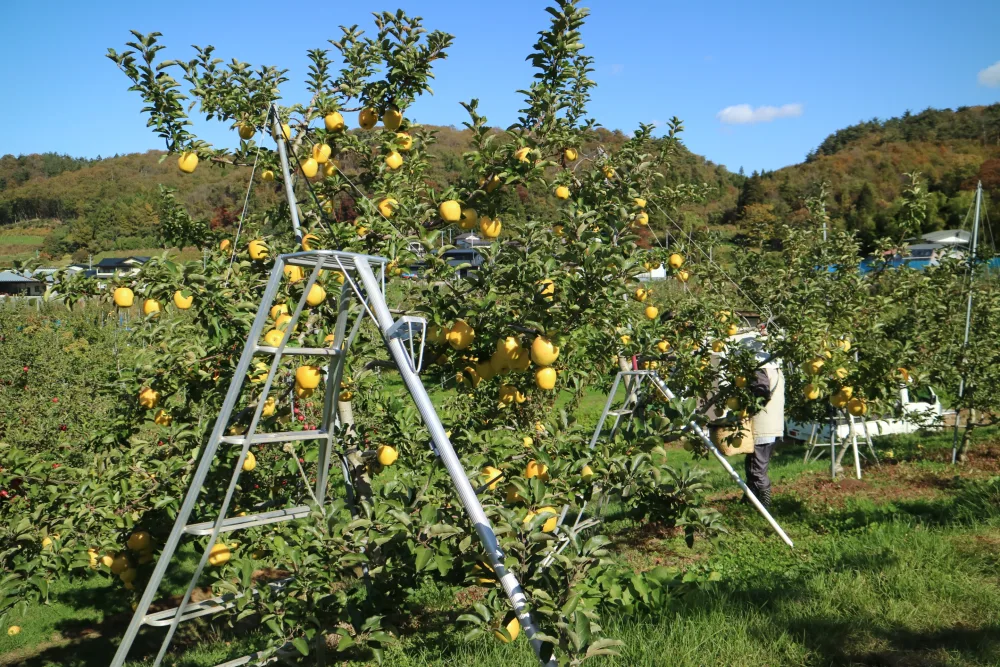 【シャキシャキ】黄色いりんご　2品種食べ比べセット 約3kg～5kg