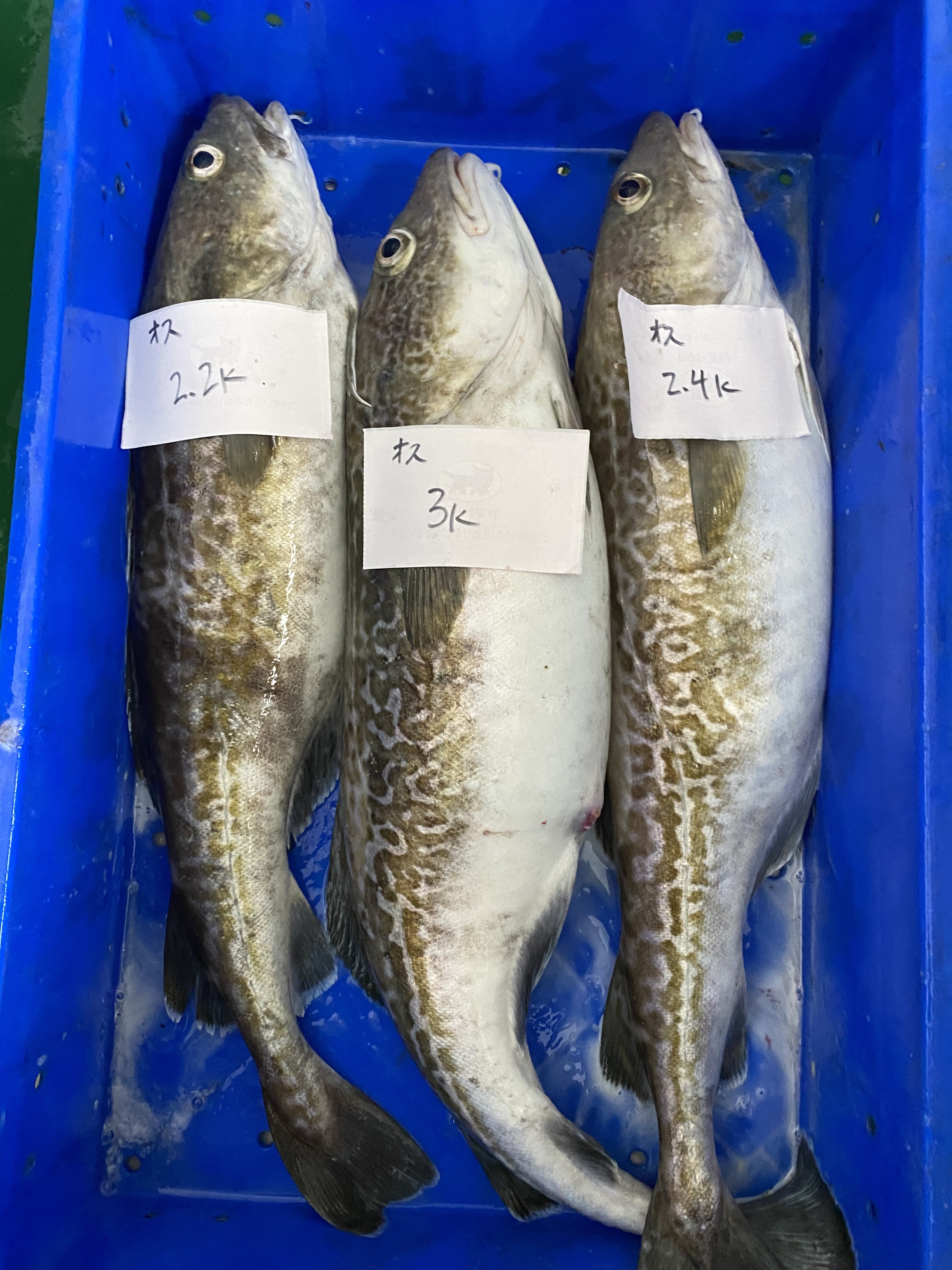 本日 水揚げ 神経〆タラ 白子あり 明日発送 農家漁師から産地直送の通販 ポケットマルシェ