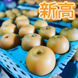 【7周年福袋】特別価格！✨ジャンボ新高梨✨5キロ箱(5〜8玉)⭐️贈答品⭐️