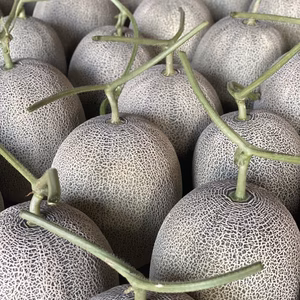 特大3キロ以上！熊本産肥後グリーンメロン！農業歴51年の両親が作る自慢のメロン