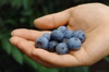 無農薬栽培の完熟ブルーベリー
