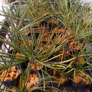 高野槙(こうやまき)の苗