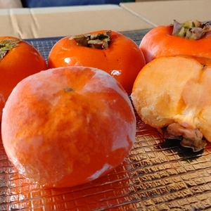 夏にオススメ  冷凍  完熟  庄内柿  