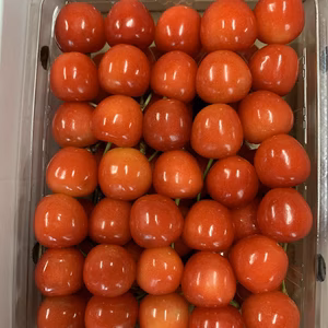 朝採りを直送！M～２Lサイズ５００gご自宅用（佐藤錦または紅秀峰）
