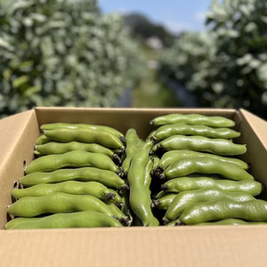 今が旬！初夏の味わい『そら豆』3kg