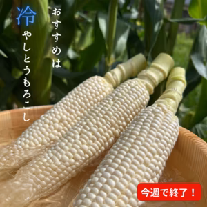 糖度20度超え!白いとうもろこし「雪やこんコーン」
