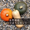 【自然栽培】固定種かぼちゃセット３品種◆農薬・肥料不使用｜カボチャ｜南瓜