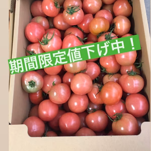 いっぱい入ってお買い得！大玉トマト（小ぶり）6K
