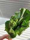 【期間限定】今が旬の希少野菜！キューサイファーム島根の「ケール花芽」1㎏