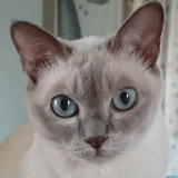 ねこじゃらし