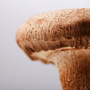 うま味たっぷり肉厚しいたけ