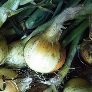 【宮崎県産】とろっと☆めちゃうま☆みずみずしい新玉ねぎ 4.5kg