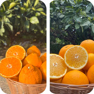 ⭐️セット⭐️マイヤーレモン デコポン 減農薬 使い道色々☆皮まで使えます☆