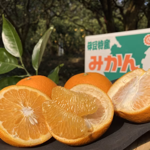伊豆松崎町産 プリ‼っとした　紅はっさく10kg【訳アリ】