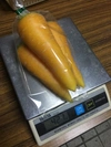無農薬  黄色いニンジン 10kg 冬の寒さにあたり糖度上昇中です(^-^)