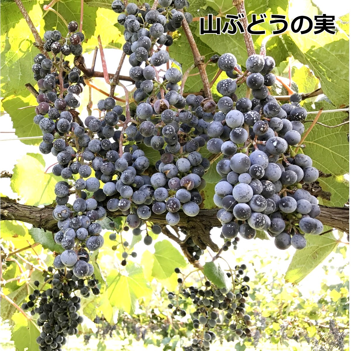招き猫★完熟糖度22度岩手県産山ぶどう原液ジュース360ml20本 招き猫様専用☆完熟糖度22度岩手県産山山ぶどう原液ジュース360ml