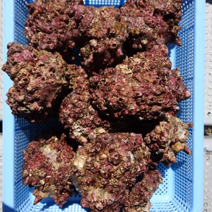 山口県萩産天然フジツボだらけのサザエ（大、特大）2キロ～（8〜12個）