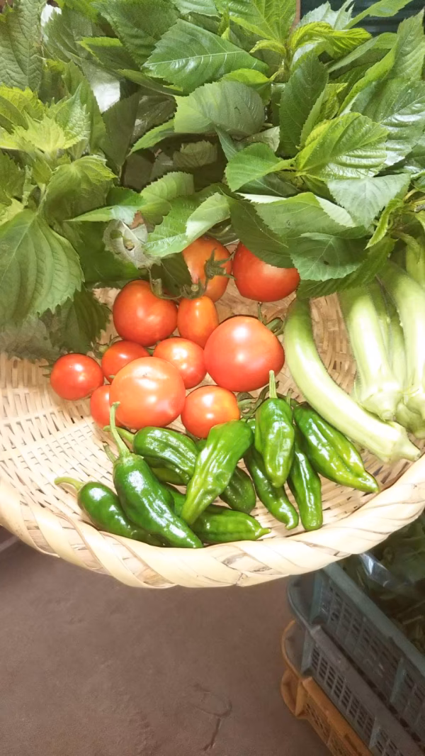 クール便　耕さない緑の畑の野菜セット（固定種、農薬肥料不使用）