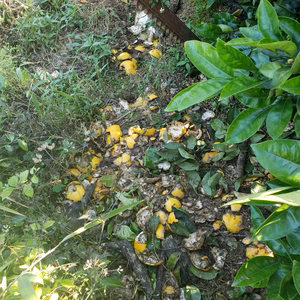 猪の被害が凄い(´；ω；`)ｳｯ…　河内晩柑