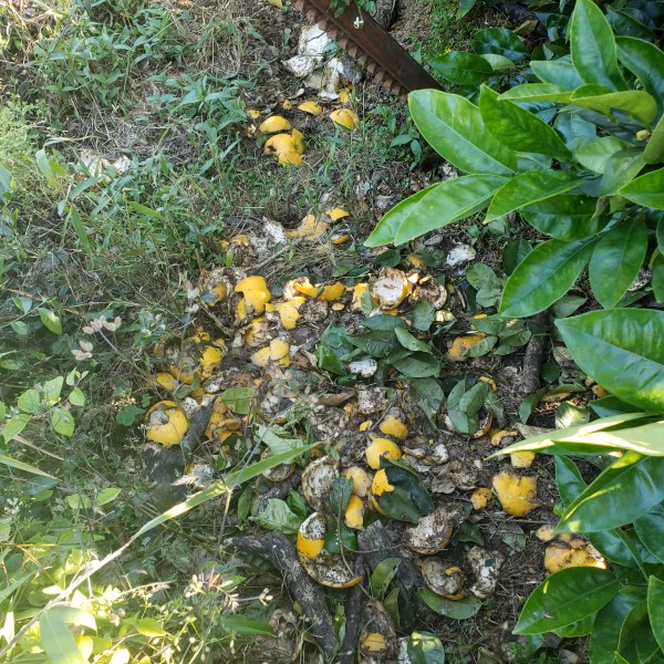 猪の被害が凄い(´；ω；`)ｳｯ…　河内晩柑