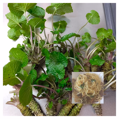 みんなの投稿の画像